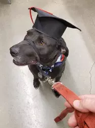 A dog in a graduation hat